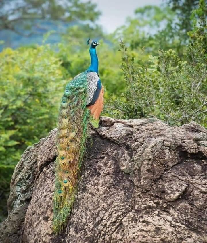 Nature Park Удавалаве Екстериор снимка